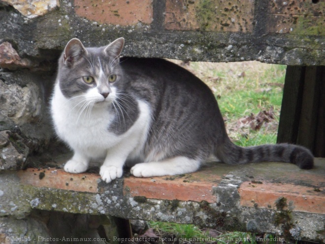 Photo de Chat domestique