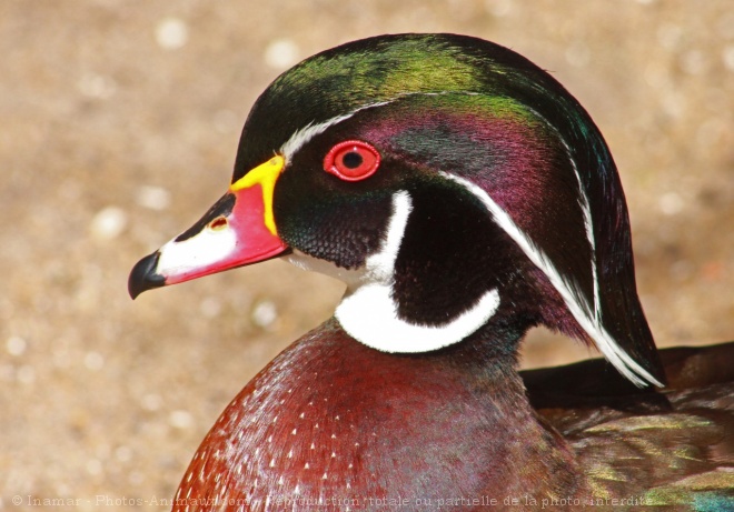 Photo de Canard carolin