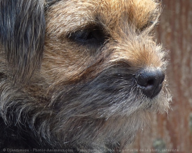 Photo de Border terrier