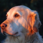 Photo de Golden retriever