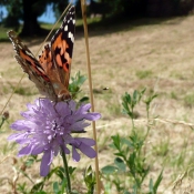 Photo de Papillon - belle-dame