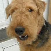 Photo d'Airedale terrier