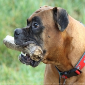 Photo de Boxer