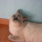 Photo de Ragdoll