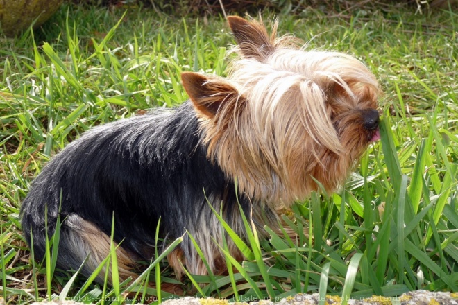 Photo de Yorkshire terrier