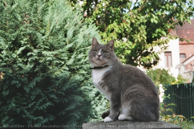 Photo de Chat domestique