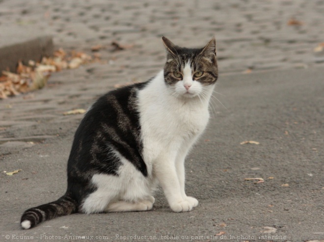 Photo de Chat domestique