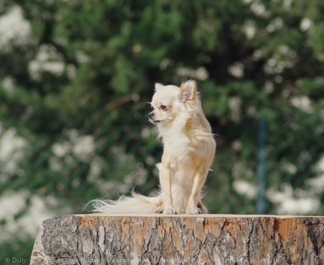 Photo de Chihuahua  poil long