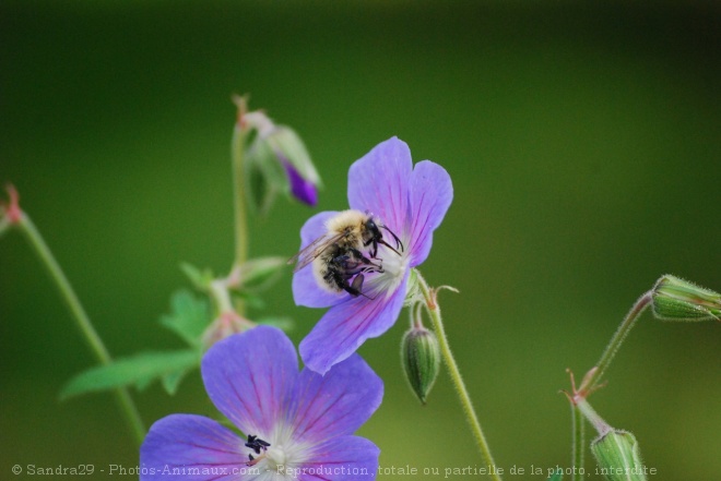 Photo d'Abeille