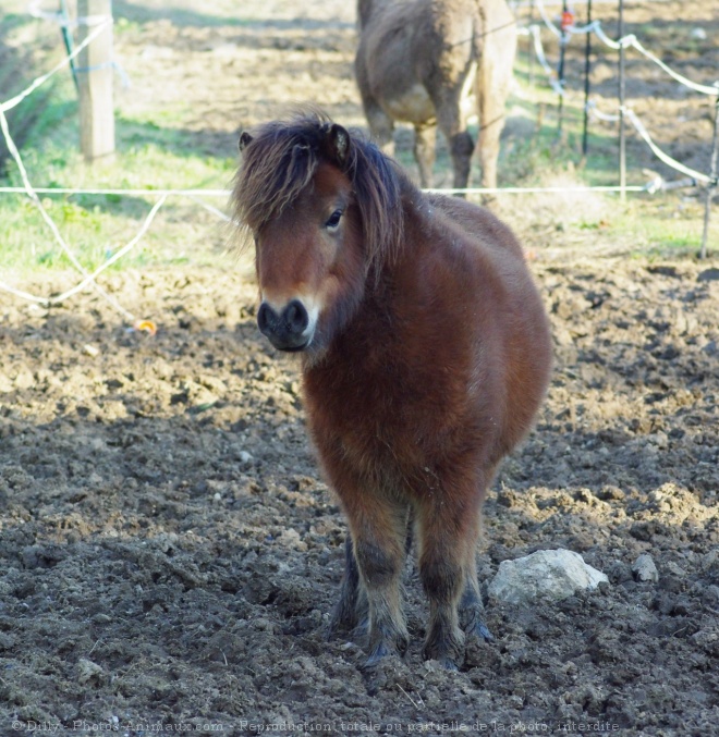 Photo de Shetland