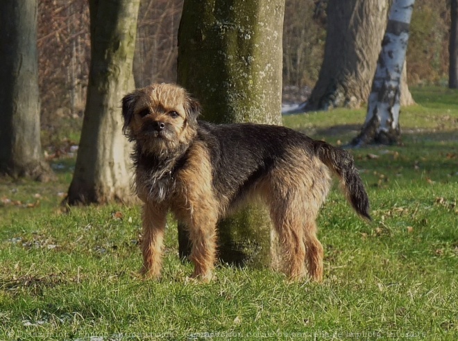 Photo de Border terrier