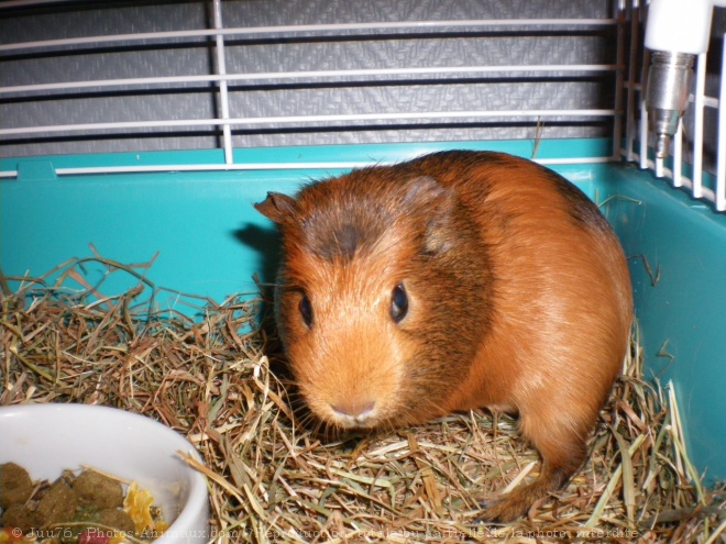 Photo de Cochon d'inde - agouti