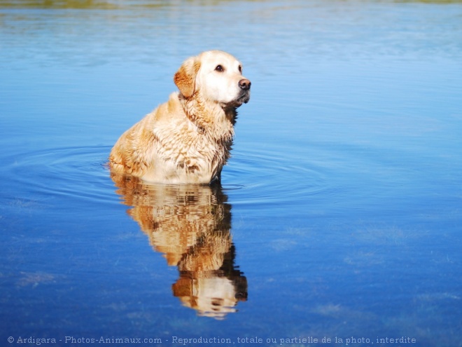 Photo de Golden retriever