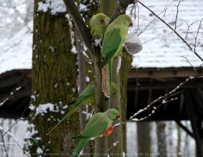 Photo de Perruche  collier