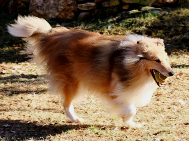 Photo de Chien de berger des shetland