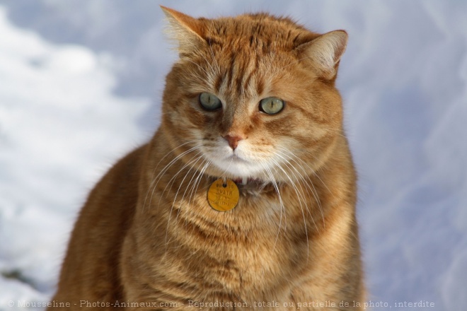 Photo de Chat domestique