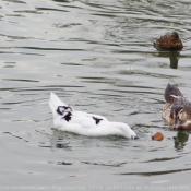 Photo de Canard colvert