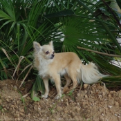 Photo de Chihuahua  poil long