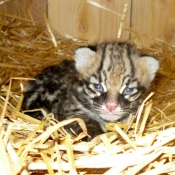 Photo d'Ocelot