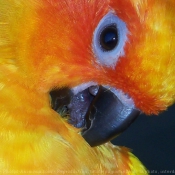 Photo de Conure soleil