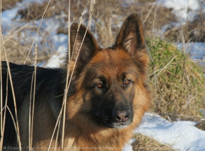 Photo de Berger allemand  poil court