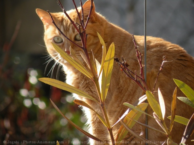 Photo de Chat domestique