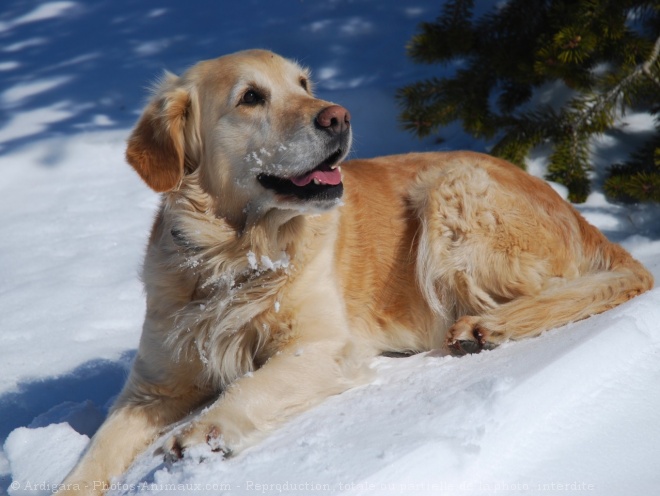 Photo de Golden retriever