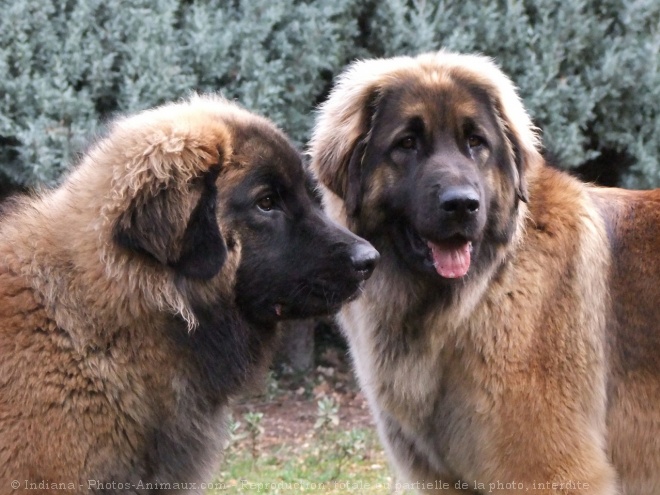 Photo de Leonberg