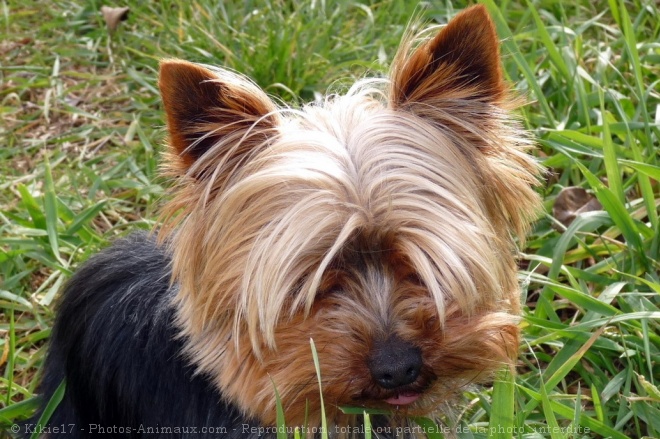 Photo de Yorkshire terrier