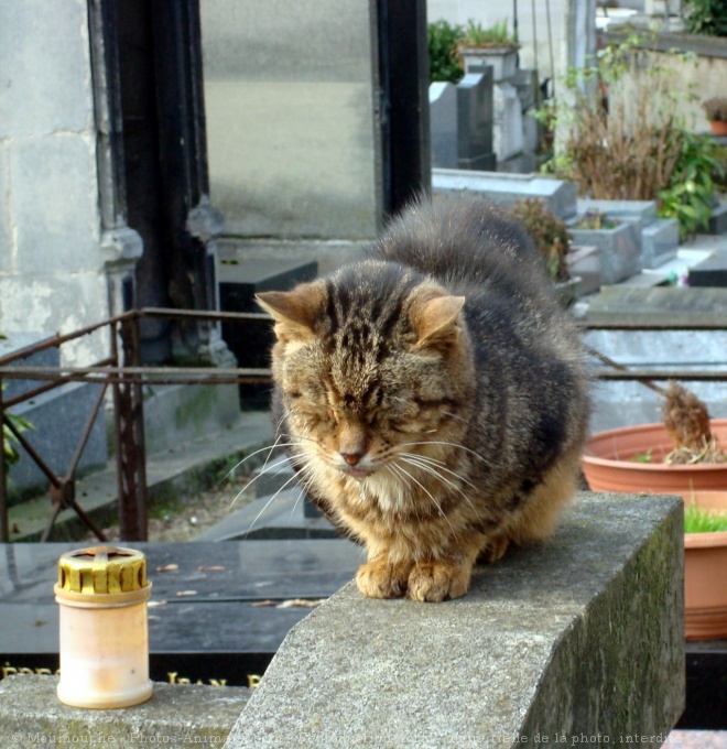 Photo de Chat domestique