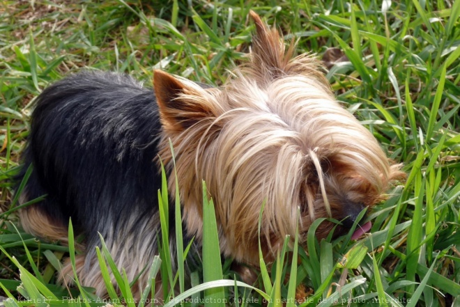 Photo de Yorkshire terrier