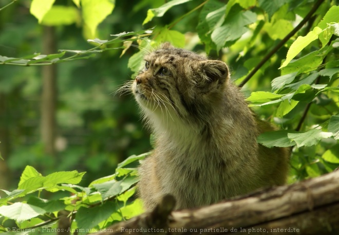 Photo de Chat de pallas