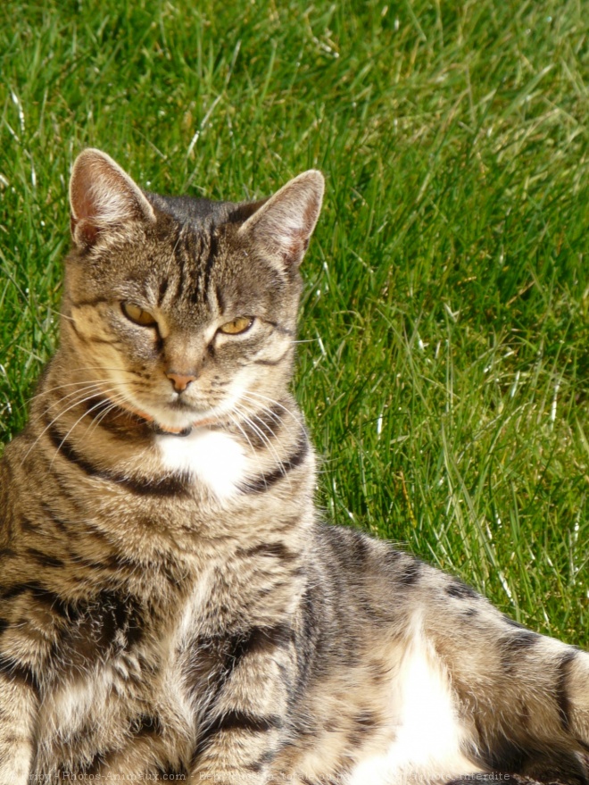 Photo de Chat domestique