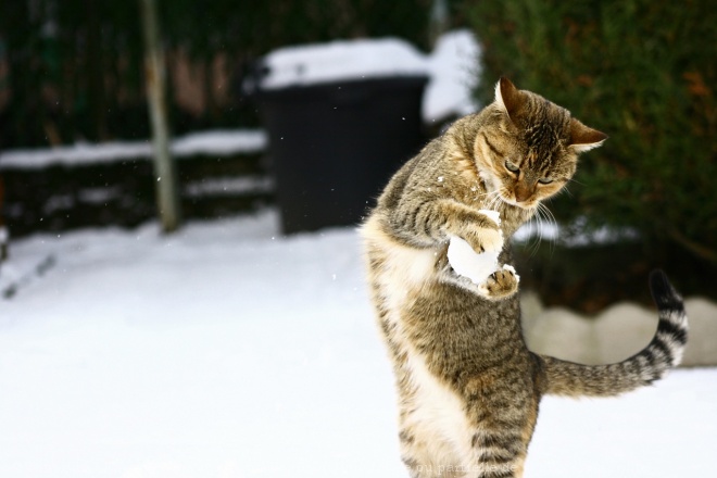 Photo de Chat domestique