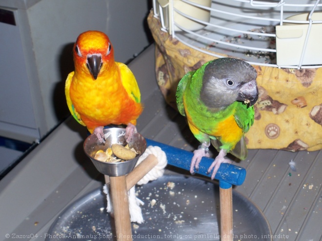 Photo de Conure soleil