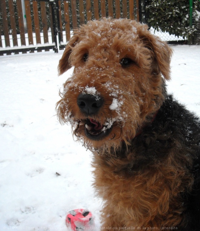 Photo d'Airedale terrier