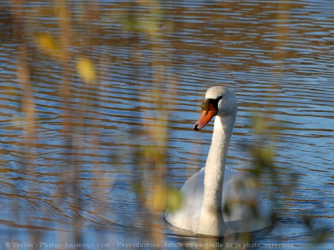 Photo de Cygne