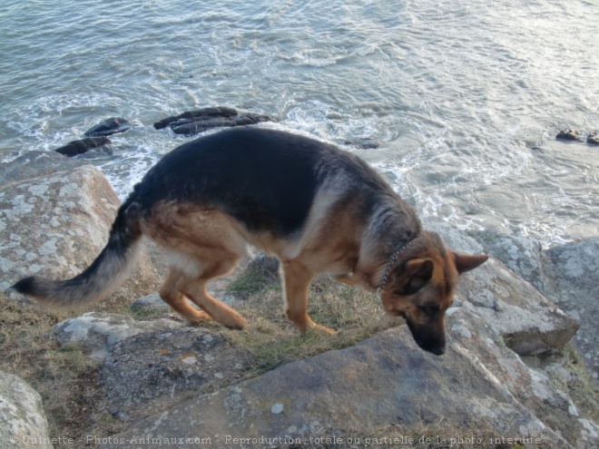 Photo de Berger allemand  poil court