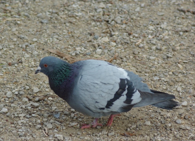 Photo de Pigeon