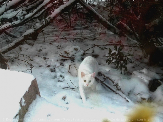 Photo de Chat domestique