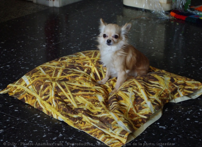 Photo de Chihuahua  poil long