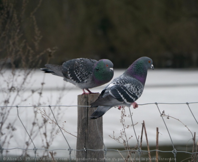 Photo de Pigeon