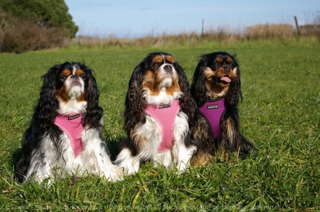 Photo de Cavalier king charles spaniel