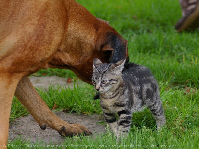 Photo de Races diffrentes