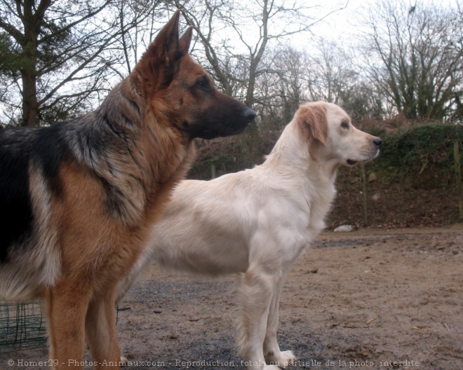 Photo de Races diffrentes