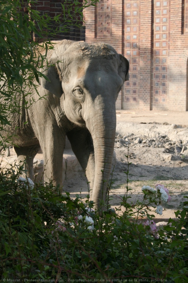 Photo d'Elphant d'asie