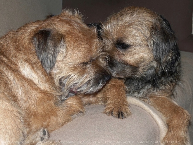 Photo de Border terrier