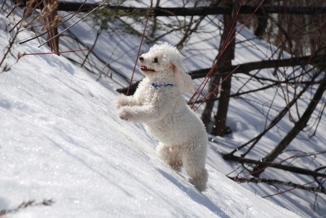 Photo de Caniche moyen