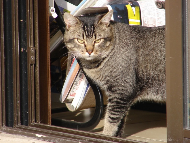 Photo de Chat domestique