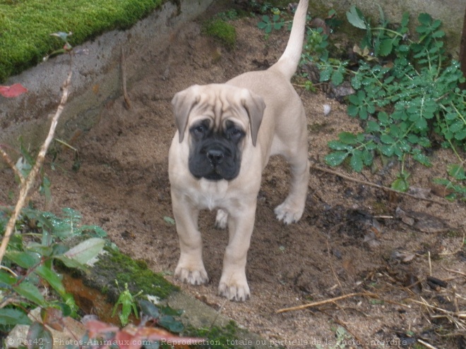 Photo de Bullmastiff